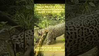#1 ONÇA PINTADA E UM TAMANDOAR BANDEIRA QUM VAE VENSER