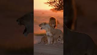 Lioness Blocks Male Lion From Cubs With Aggression