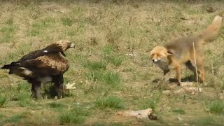 صراع الصقور مع الثعالب المفترسة ! Eagles vs Fox