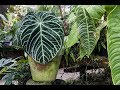 NSE Tropicals TourPart 1  Ep 060