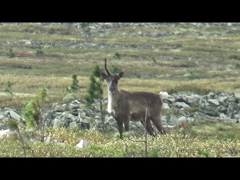 Видео: Отивате на поход