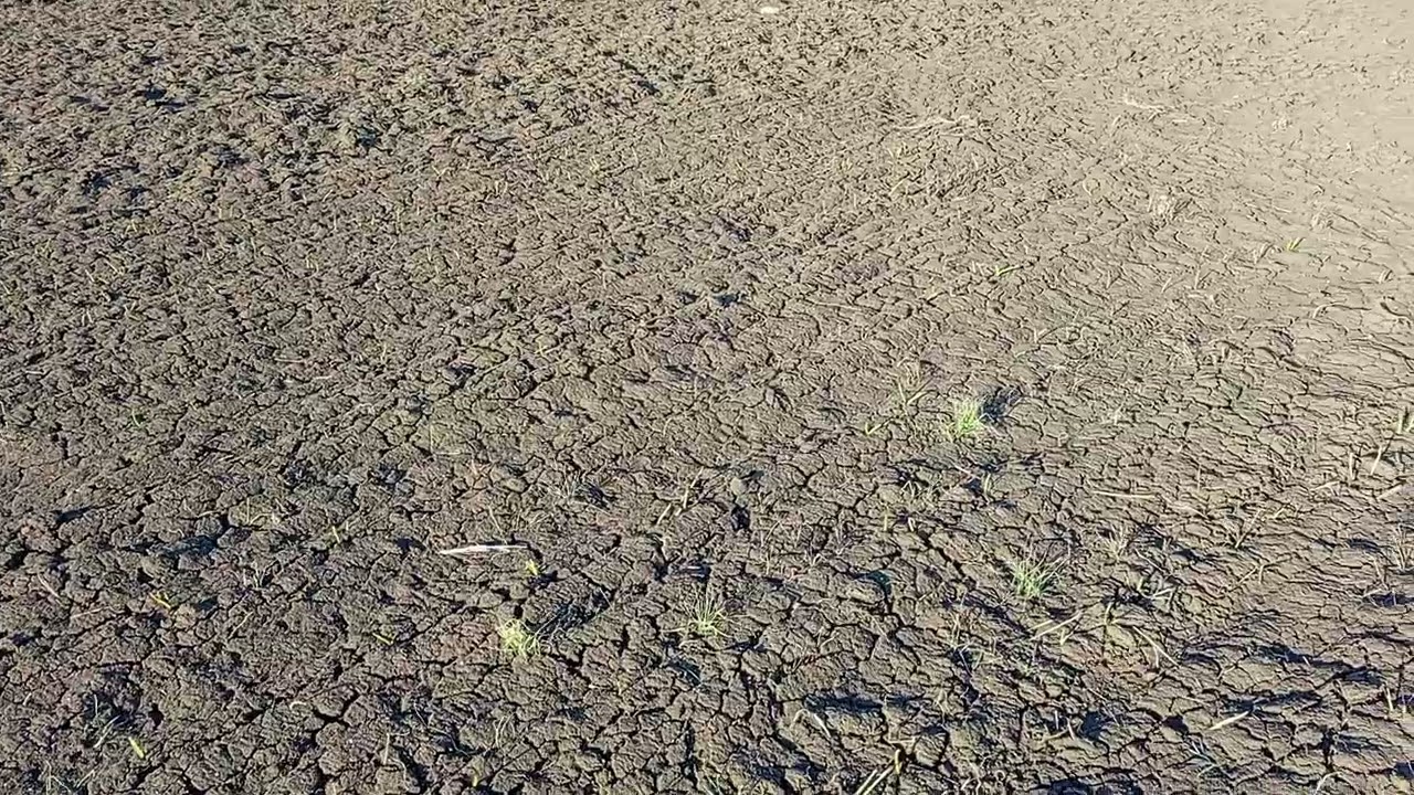 С чего начать выращивать чеснок #1