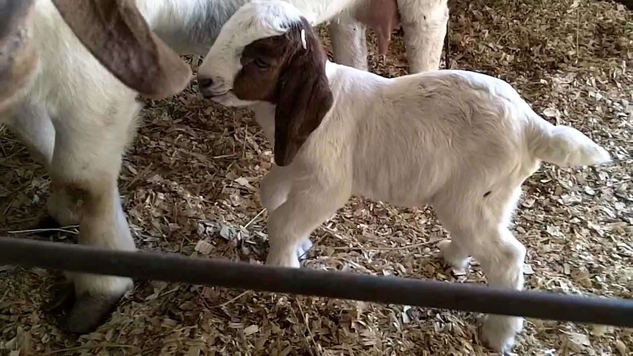 Boer goat,Skittles, gives birth YouTube