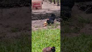 🐓🐓❤️