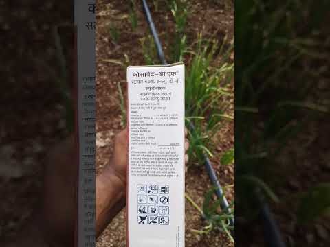 Cosavet DF Sulphur 80 Wdg 