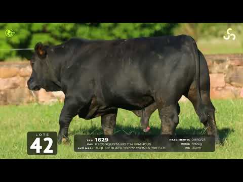 LOTE 42   TAT 1629 M Brangus