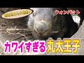 動くぬいぐるみ!ウォンバット 「丸太王子」登場!