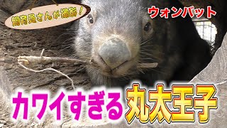 動くぬいぐるみ！ウォンバット 「丸太王子」登場！