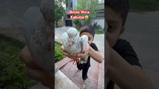Bolne Wala Pigeon😱🕊️ #pigeon #kabutar #kabootar #funny #shorts