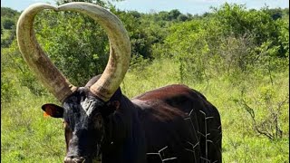 Beautiful Ankole cows/long horned cattle