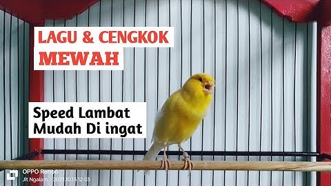 Masteran Kenari Speed Lambat suara Jernih berjeda sangat mudah banget di ingat burung kenari,,,!!!
