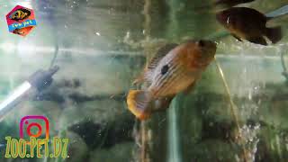 Green severum and green terror