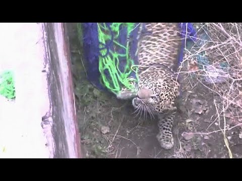 euronews grecia Leopard runs loose in northern India, attacks residents