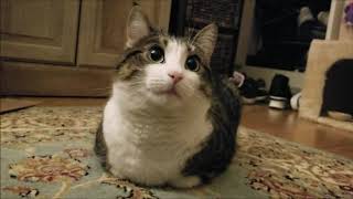 Loaves of cat Loaves of cat