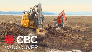 Restoring Boundary Bay's tidal marsh Profile