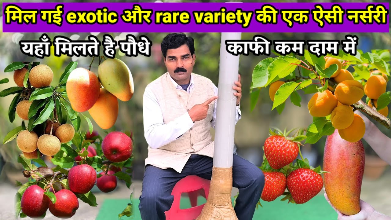 Original पौधों की एक ऐसी Nursery जहाँ से मैंने मंगवाया है पौधे | Fruit Plant Nursery