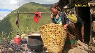 village life during crops harvesting || lajimbudha || Nepal🇳🇵||