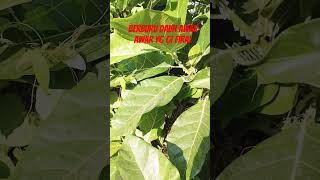 Daun Awar Awar Yg Lagi Viral