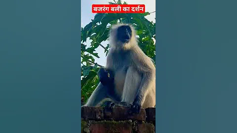 funny monkeys video। laughing monkey। funny monkey comedy video।#funny #viral #shorts