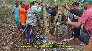 Trailer - Série / Conhecimentos dos antigos: Criação de canoa palikur