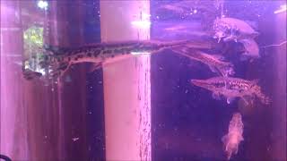 Harga Ikan Aligator Dijual Bisa Dibeli Ikan Buaya Ini