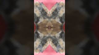 Coleccion.Murales jaspe rojo y turmalina negra,vetas en crudo #geologia#music#minerales#shorts #zen