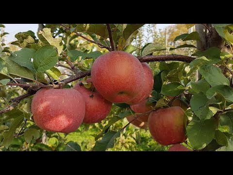 Video: Jabolko Fuji - Vsebnost Kalorij, Uporabne Lastnosti, Hranilna Vrednost, Vitamini
