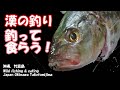 【沖縄グルメ】沖縄移住生活 竹富島、ガーラ釣って！食らう！ [Wild food] Fishing! Eat it!　Okinawa Taketomi Island#9