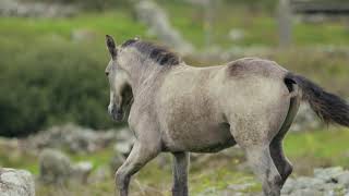 Horse Sounds Horse Neigh Horse Voice