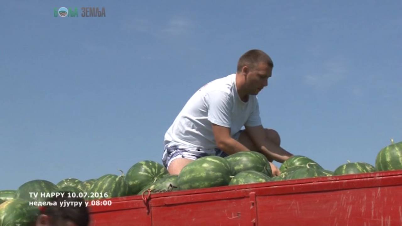 Kako do slatkih crnih lubenica na losijem zemljistu i kako da ih sacuvate od jazavaca