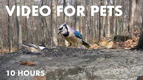 Video 6589301: canadian forest, cat pets