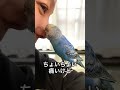 一生懸命してるけど不器用すぎるインコ #インコまるけ #セキセイインコ #budgie #鳥 #家族 #次男