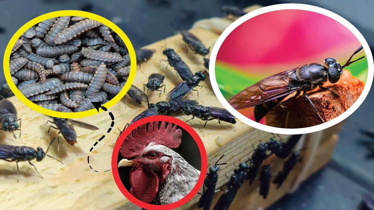 Black soldier fly, BSF au Nzi Chuma: Njia Mpya ya Kutengeneza Chakula cha Mifugo!