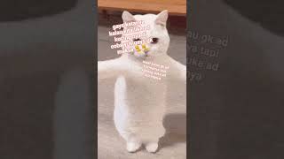Di Coba Yuk Gays Gk Maksa Y  kansapink kucingdance