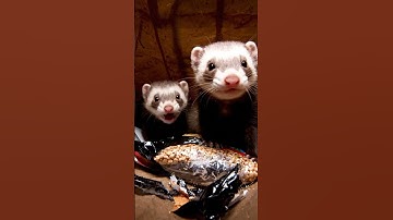 CHIẾN DỊCH TÚI HÀNG Vụ Trộm 60 Giây