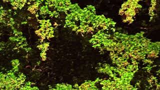 Tone Matrix - Chlorophyllian