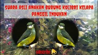 Suara asli anakan burung korlap (kolibri kelapa) panggil indukan 100% ampuh untuk pikat