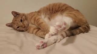 short cat videos #cat #cathub #catvideos #cute #catspetsandanimals #cutecats #puppy by Pet hub No views 7 days ago 9 seconds