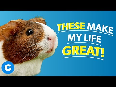 what supplies do i need for a guinea pig