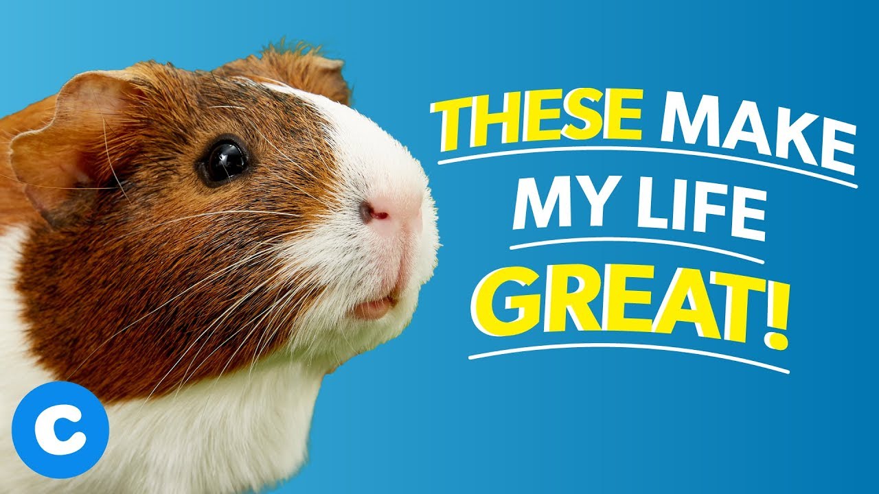 The 1 Basic Guinea Pig Supplies List Chewy Youtube