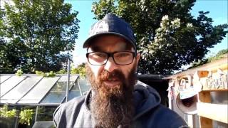Dave's Allotment. July Update & Live Stream. 7/7/2016.