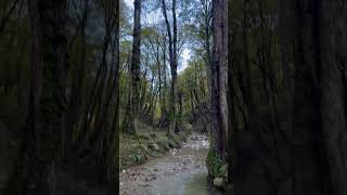 Second Part Of Jungle