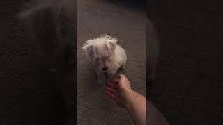 3 Month Old Miniature Schnauzer doing tricks