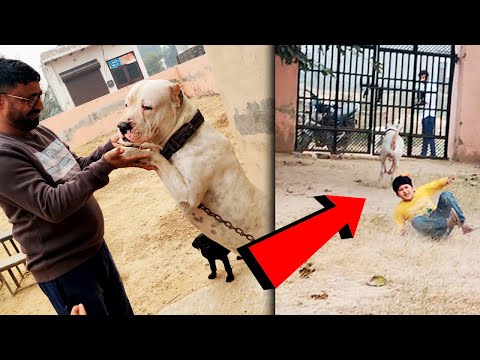 Hunter Ne Chinu Ko Khich Liya