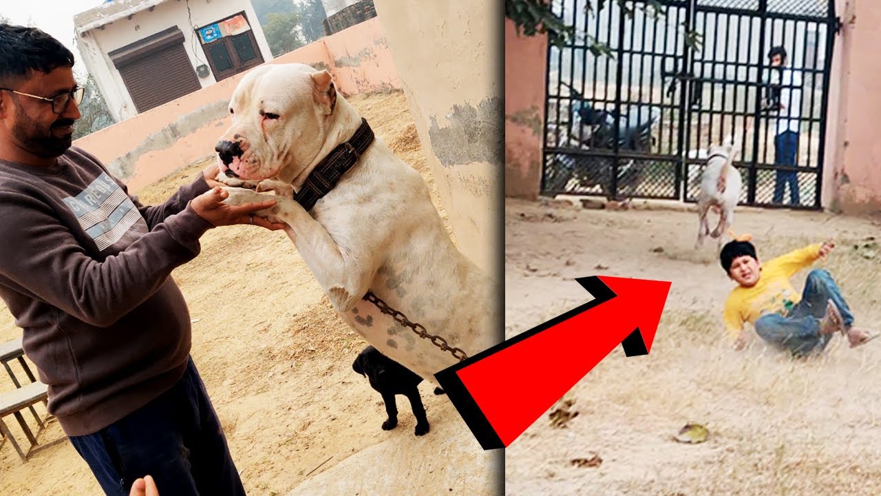 Hunter ne chinu ko khich liya 😰