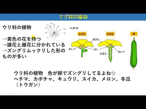 最高かつ最も包括的な理科 めしべ おしべ 最高のカラーリングのアイデア