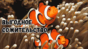 Актиния и рыба клоун