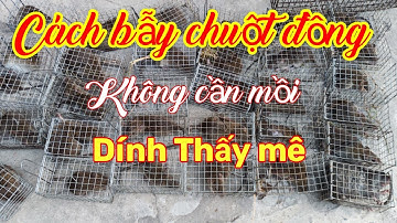 Bẫy chuột đồng sau khi cắt lúa... chuột dính thấy mê luôn... Tèo ngốTV.