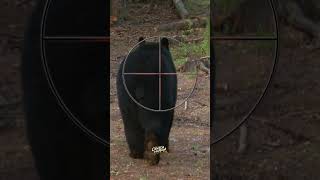 INSANE Bear Hunt (Where to Shoot a Bear with a Crossbow) | Hunting Tips #excaliburcrossbow #realtree
