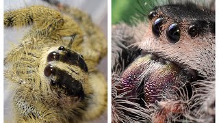 Size comparison so far between Phidippus regius and Hyllus diardi.